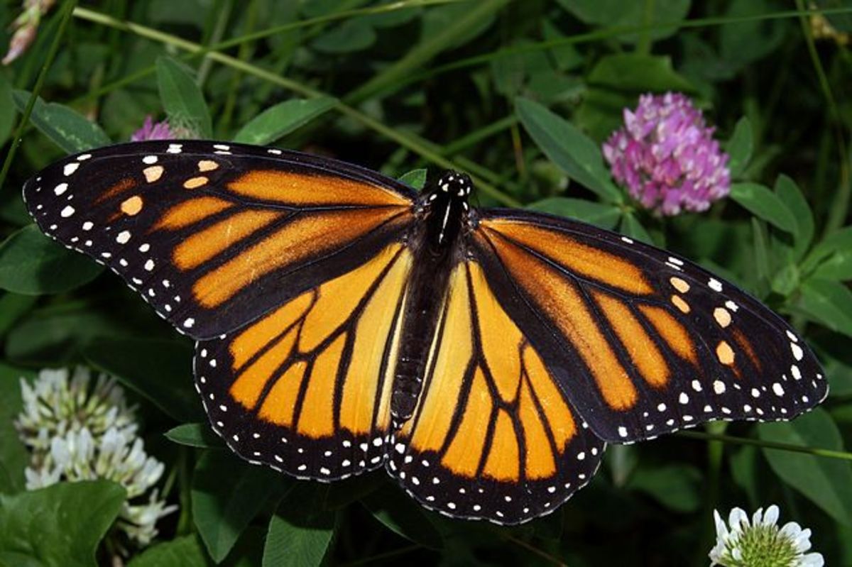 The spotted margins of monarch wings resemble the sable-edged robes worn by royalty at the time of its discovery.