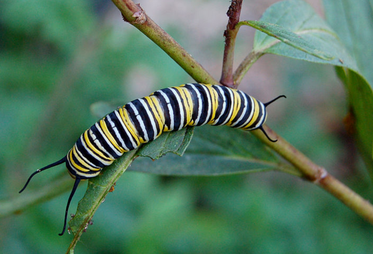 Monarch caterpillars are just as visually stunning as their adult counterparts. 