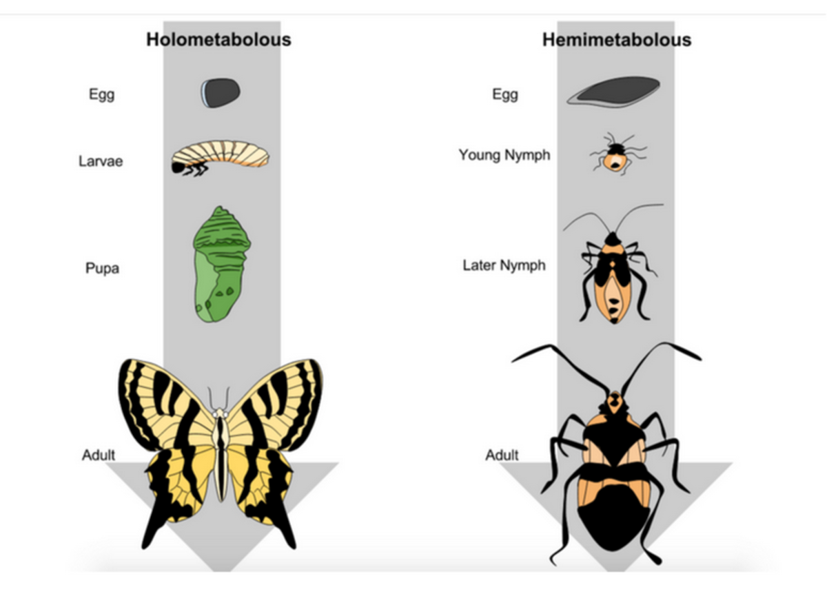 This diagram illustrates the complete metamorphosis of butterflies and beetles. 
