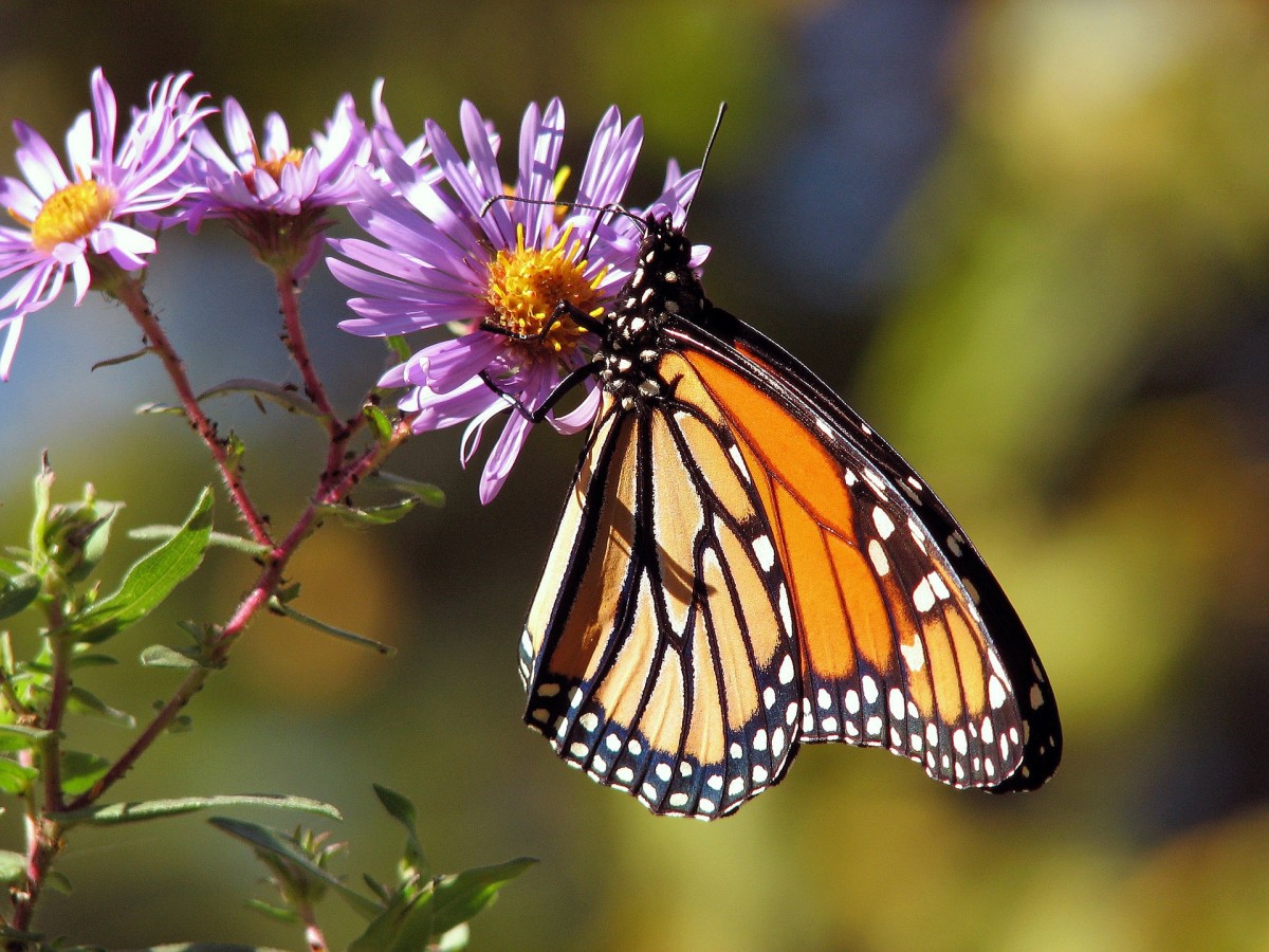 Monarchs feed exclusively on the poisonous sap of the milkweed plant