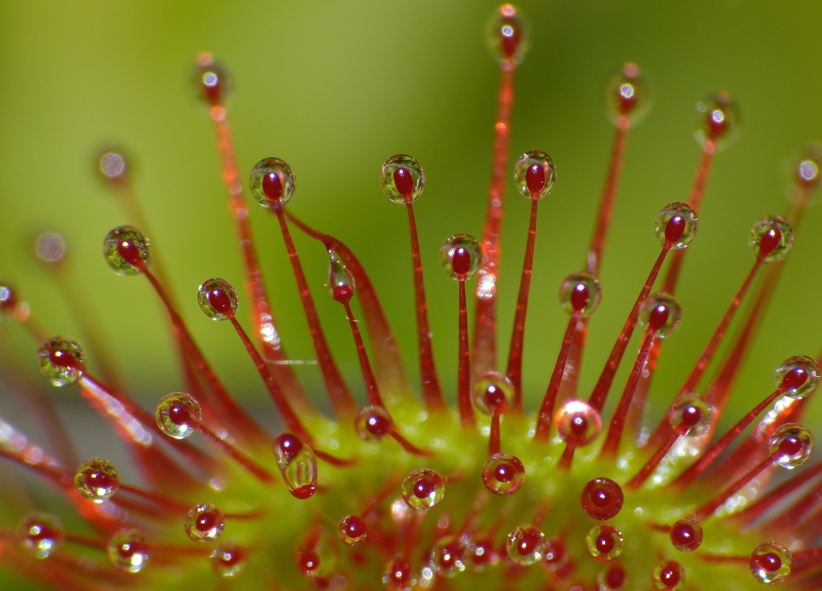 This article will break down the mystery of sundews and provide information on how to care for and propagate them.
