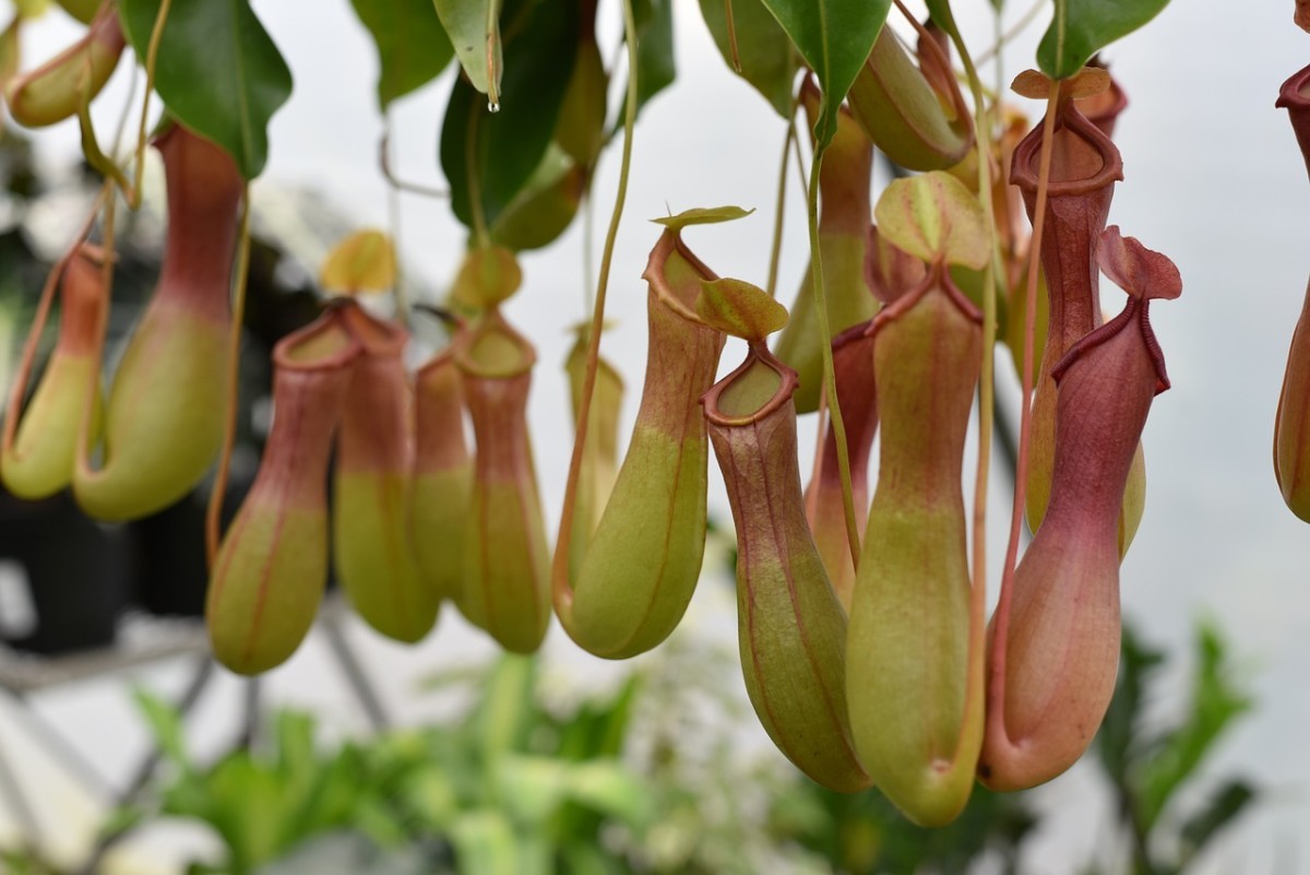 I could post photos of carnivores all day. Exotic to the max and often easy to propagate, carnivorous plants such as these Nepenthes pitcher plants are exploding in popularity.