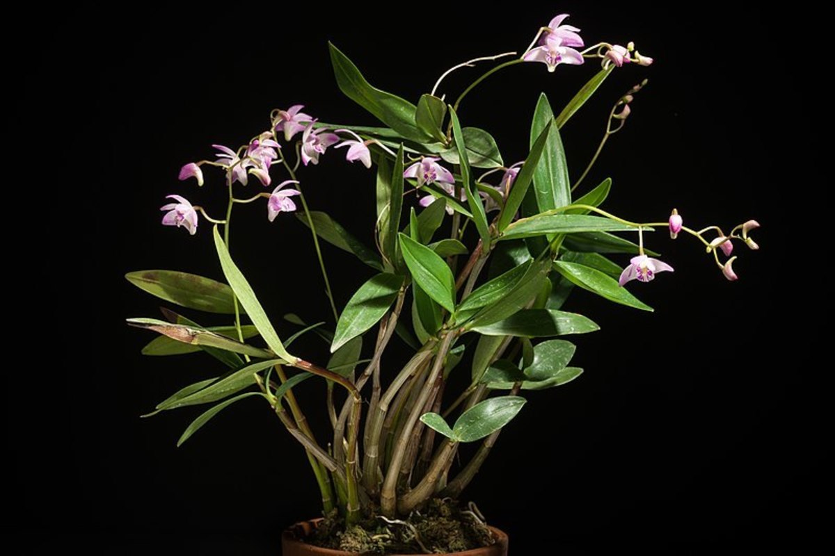 Despite their aura of mystique, a Dendrobium orchid such as this can easily be divided to propagate them, and go for top dollar.