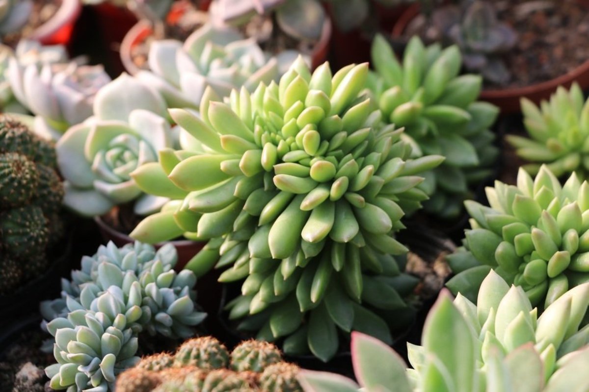 Even a single leaf of succulents like these can be propagated with nearly zero effort, so any return at all is worth the hassle.