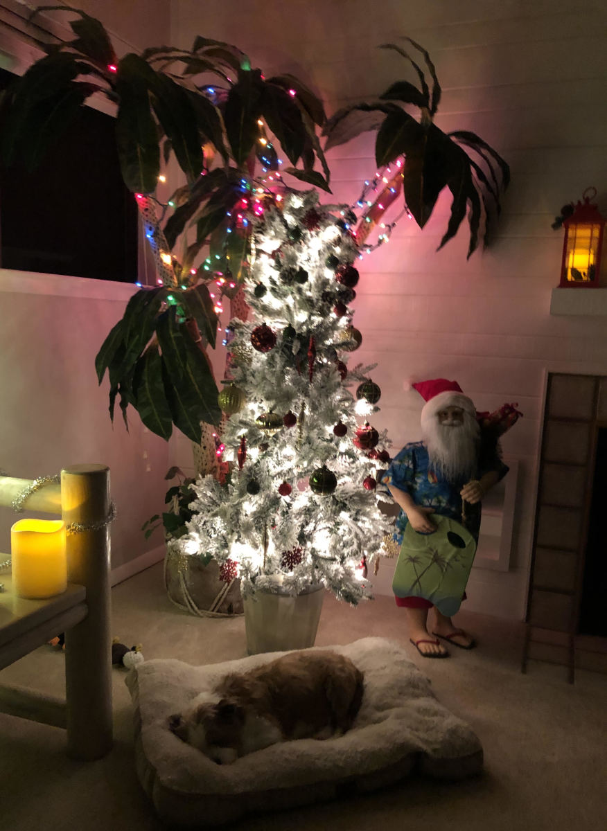 Mookie the dog dozes peacefully under John Marshall's Christmas tree. 