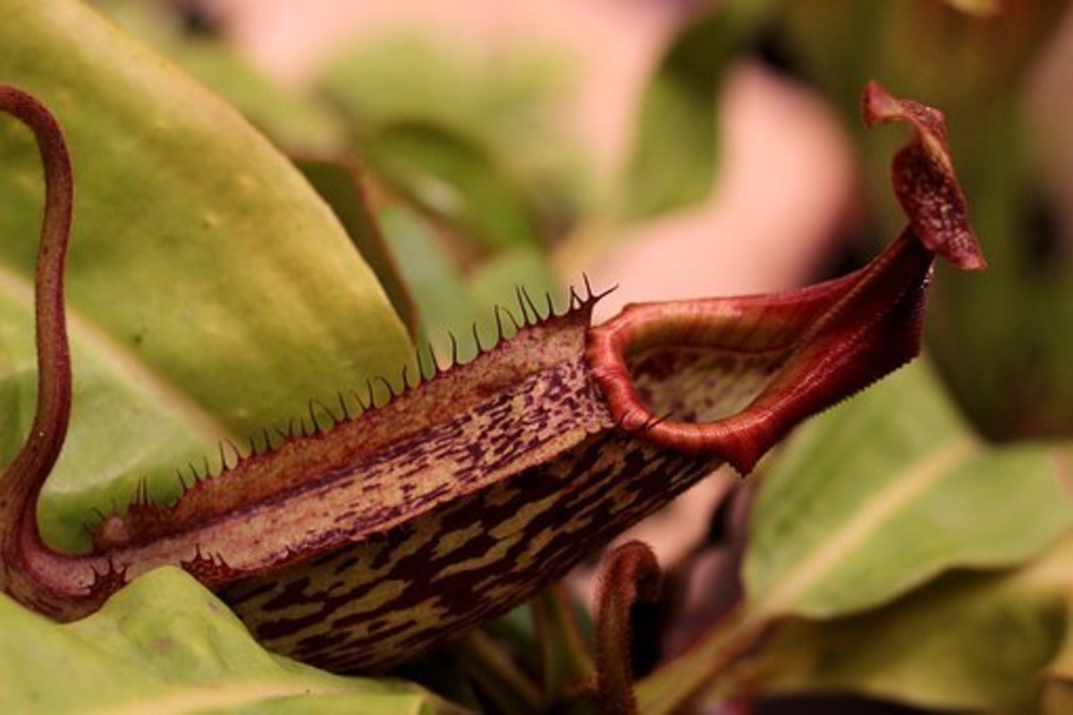 The right Nepenthes pitcher plant makes me forget my houseplant budget.