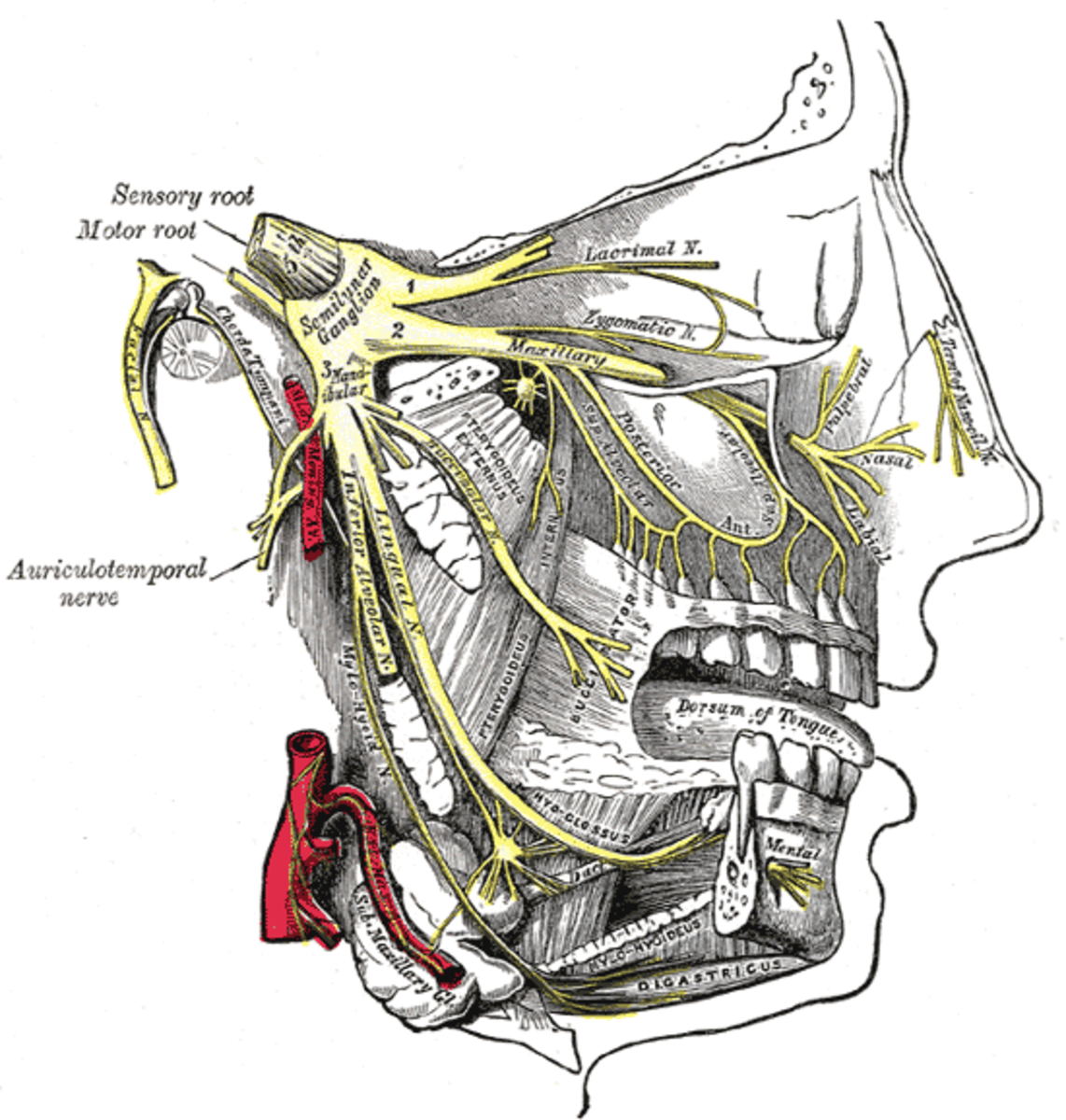 Tic Douloureux (Trigeminal Neuralgia) Facts - YouMeMindBody