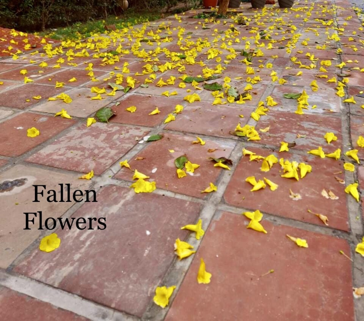 Fallen Flowers make you think—-