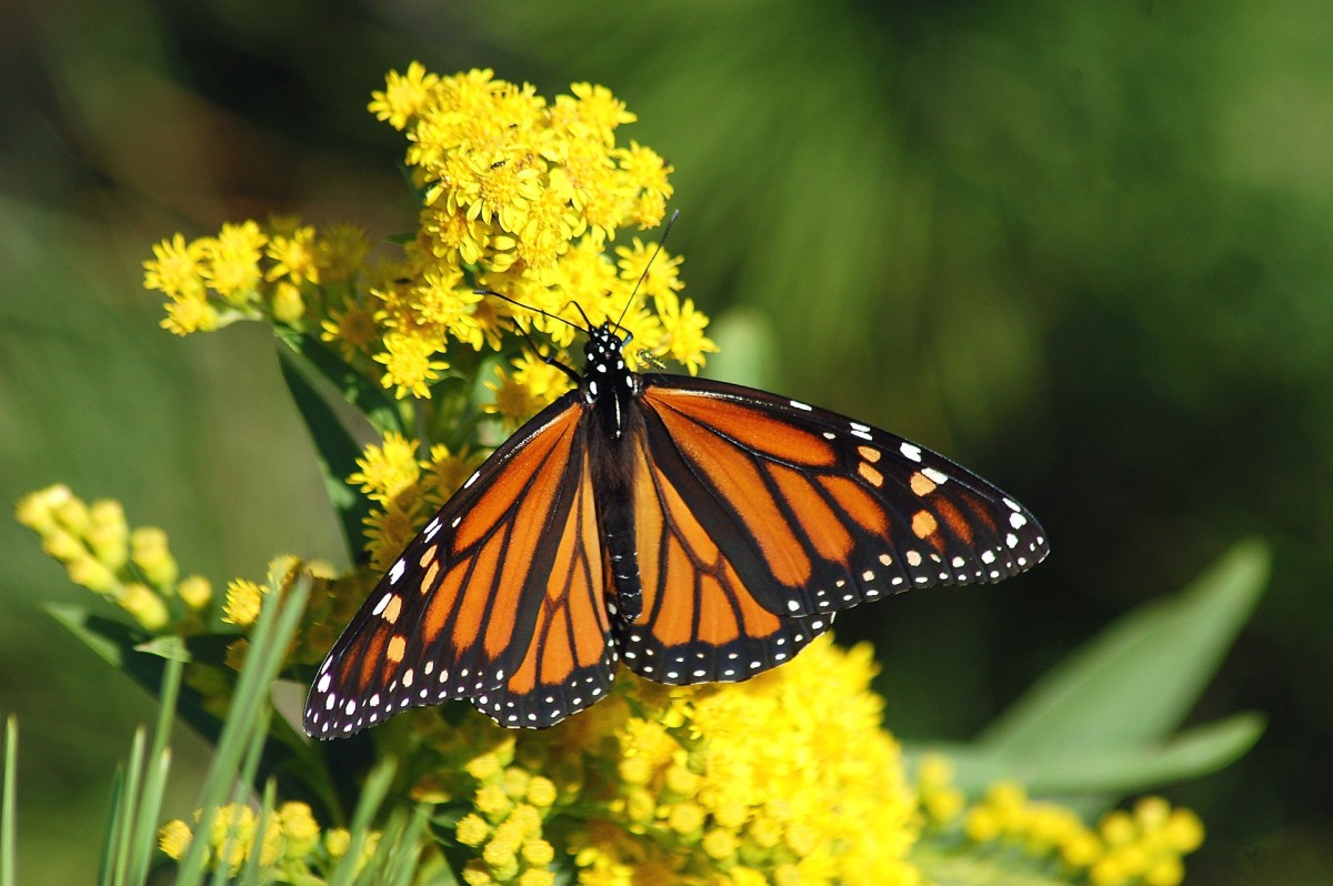 Many butterflies have evolved to look like the monarch butterfly to avoid predation.