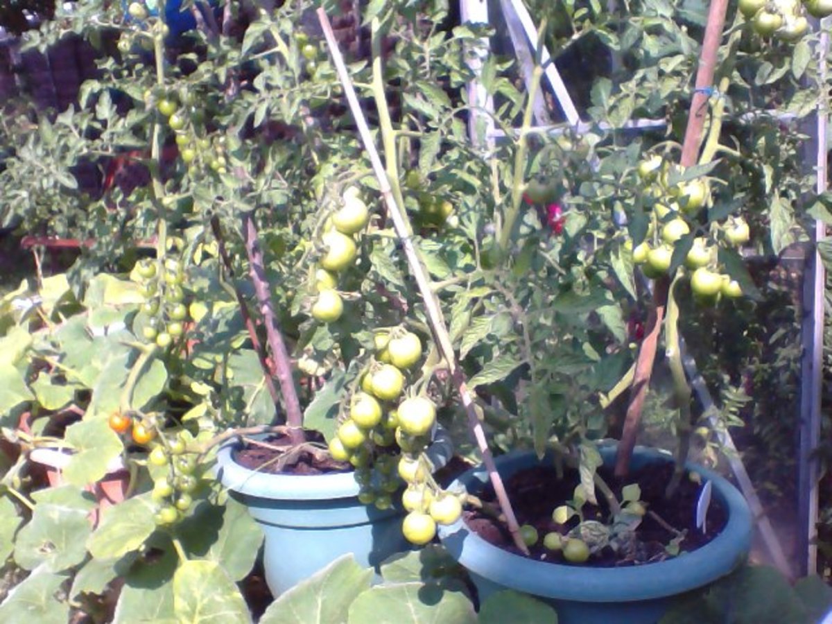 more tomatoes in pots