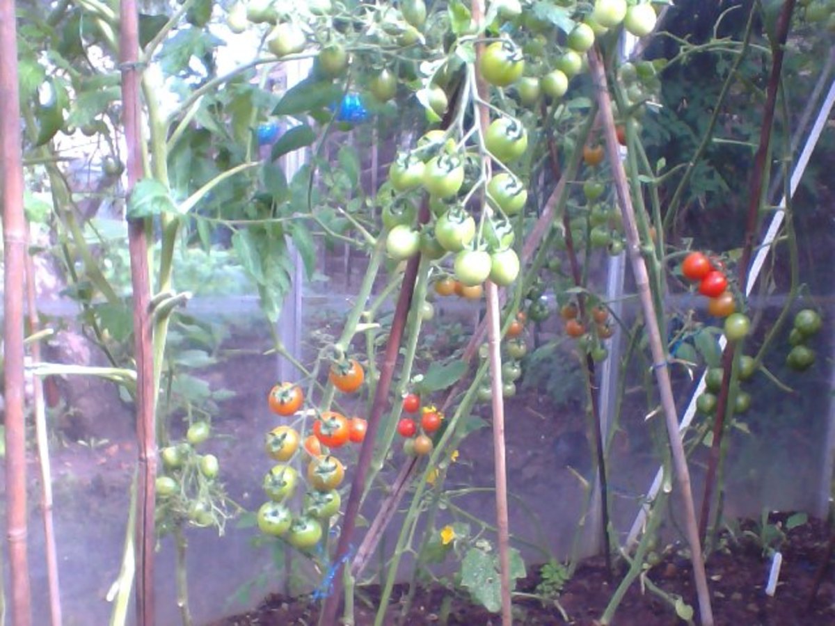 Ripening Cherry Tomatoes