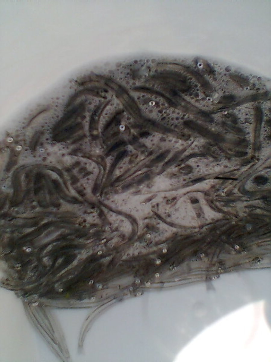 Conventional Whitebait destined for fritters after having been netted by conventional methods.