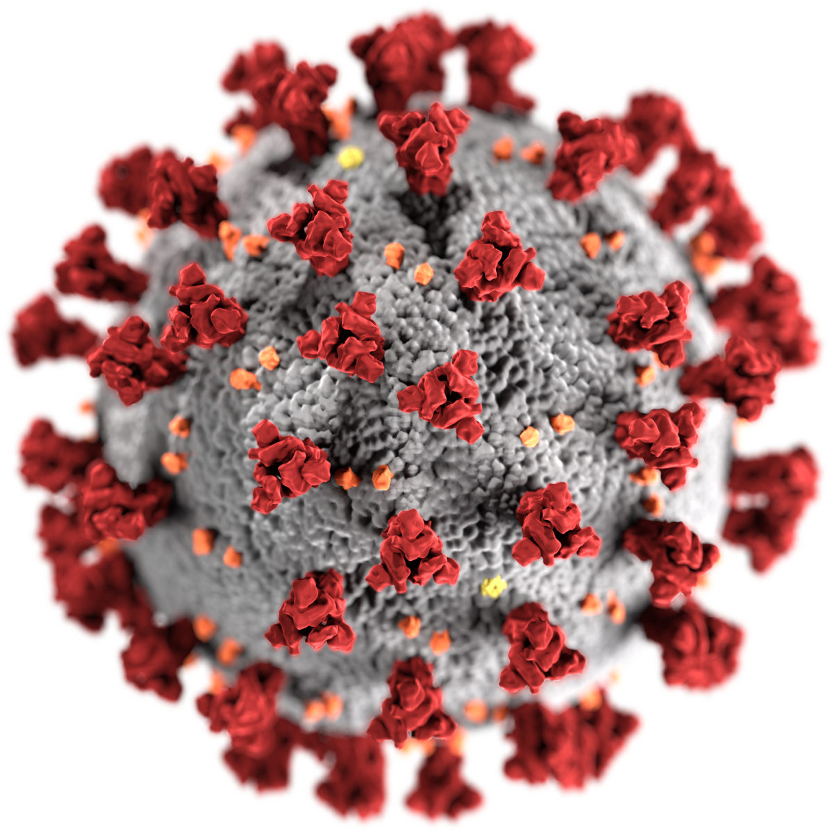 A depiction of the SARS-CoV-2 virus