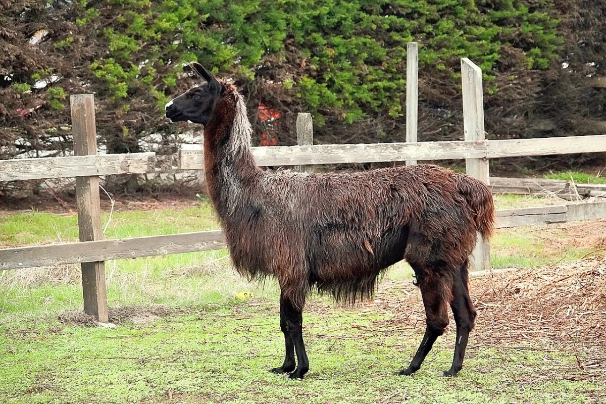 A llama with dark hair