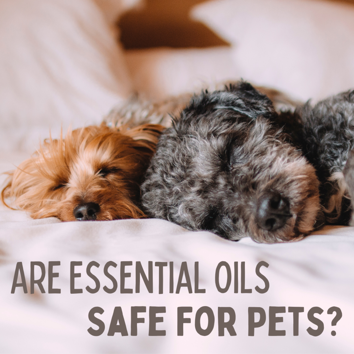 Are Essential Oils Safe For Pets? - HubPages