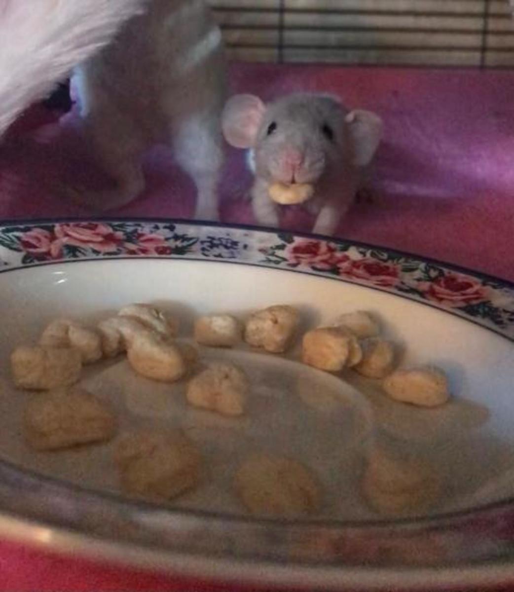 Best food for pet hot sale rats