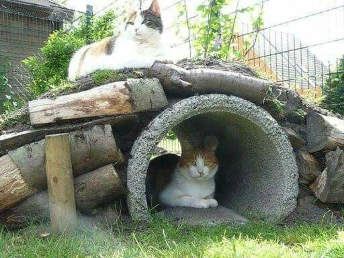 Cat tunnel