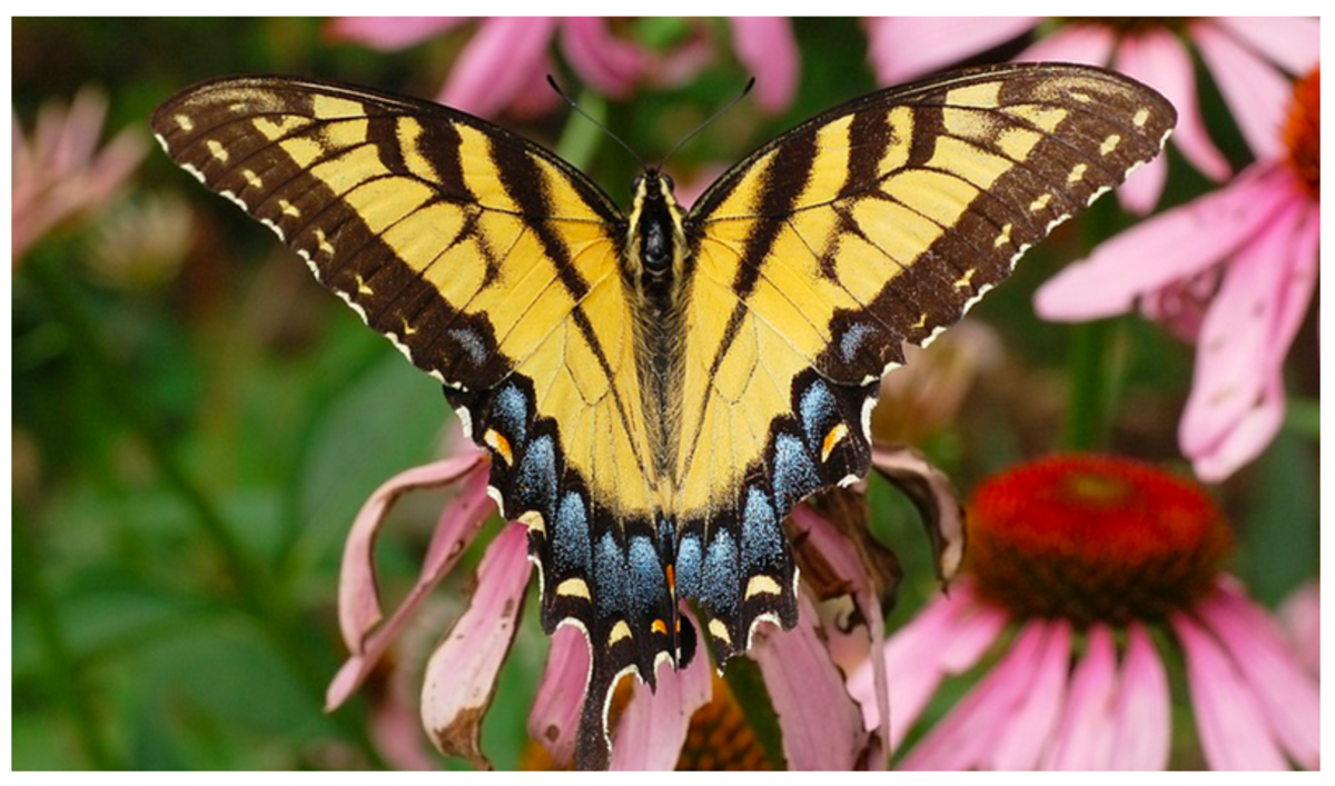 the-state-butterfly-of-south-carolina-the-tiger-swallowtail