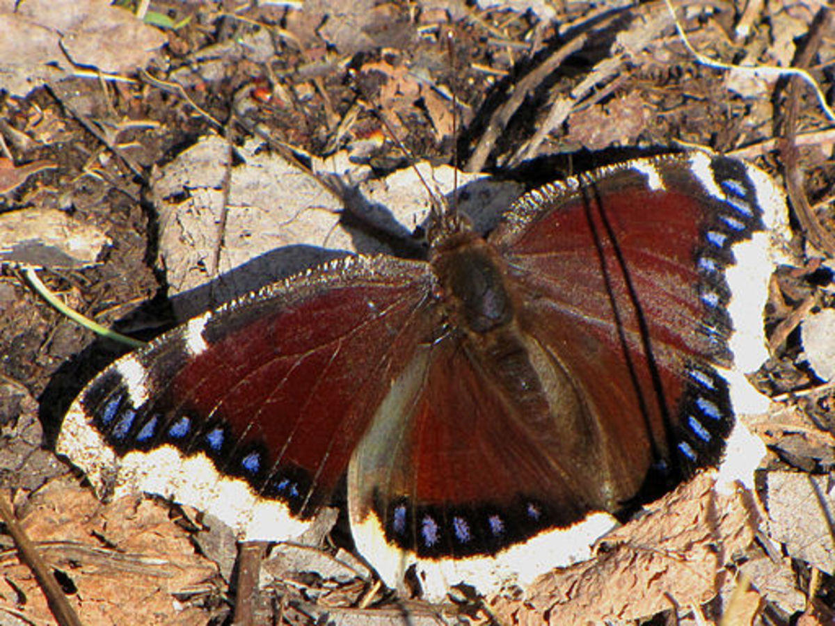 State Insect of Montana Lesson: The Mourning Cloak Butterfly