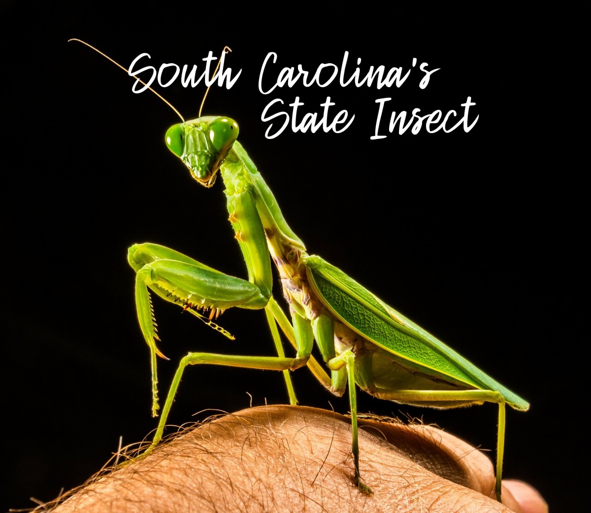 State Insect of South Carolina Lesson: The Carolina Mantis
