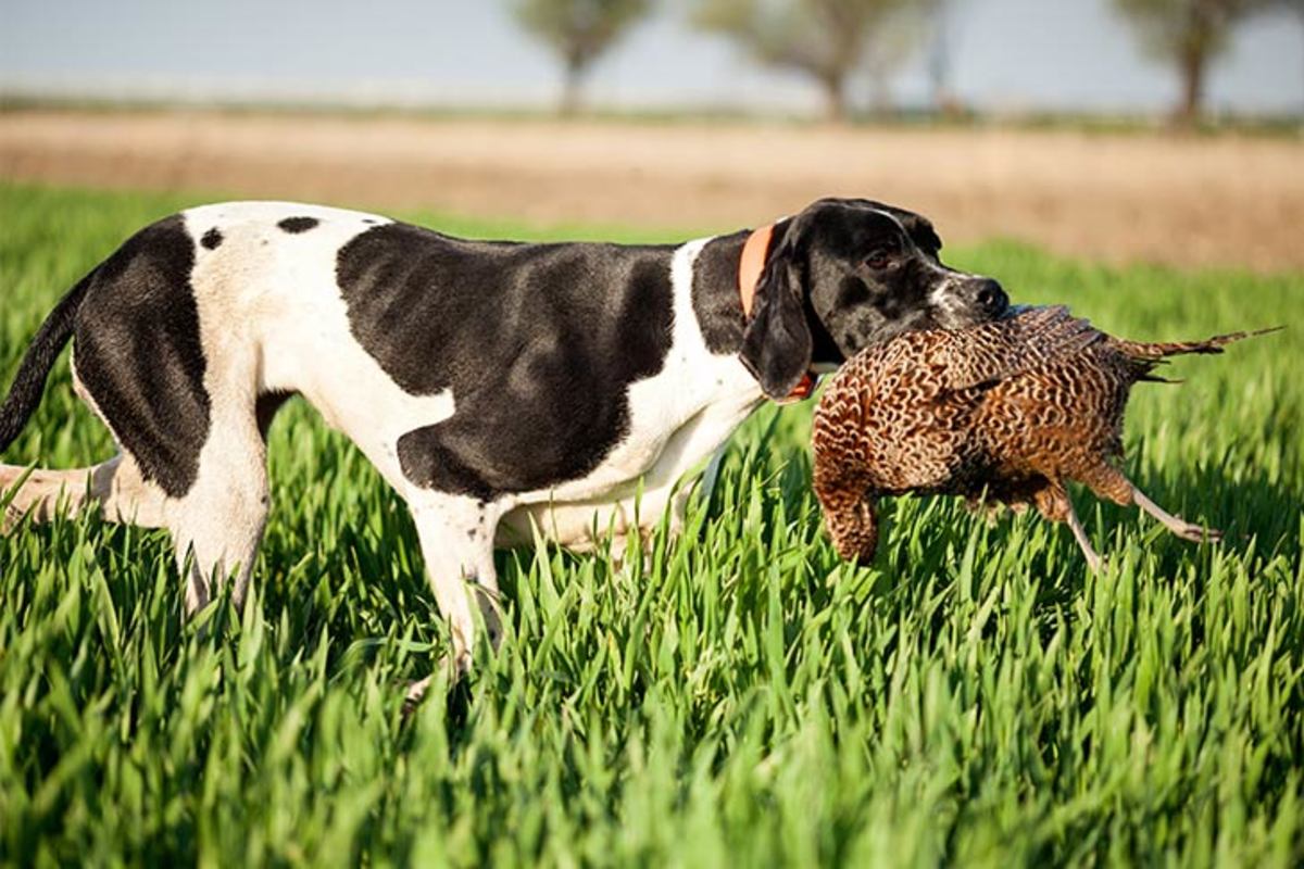 what is the best bird dog breed