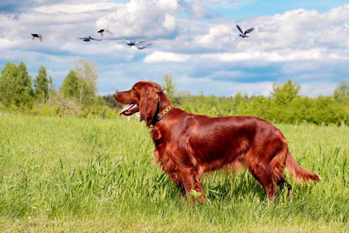 Best Hunting Dog Breeds To Pet and Train