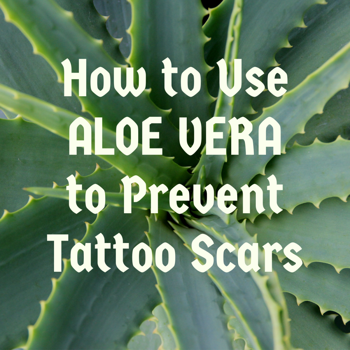 Is it safe to use aloe vera to treat tattoo scarring?