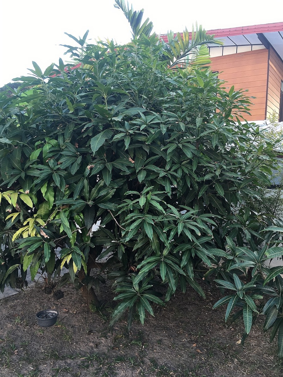 Mango Tree in the front yard.  Taken Dec. 2020