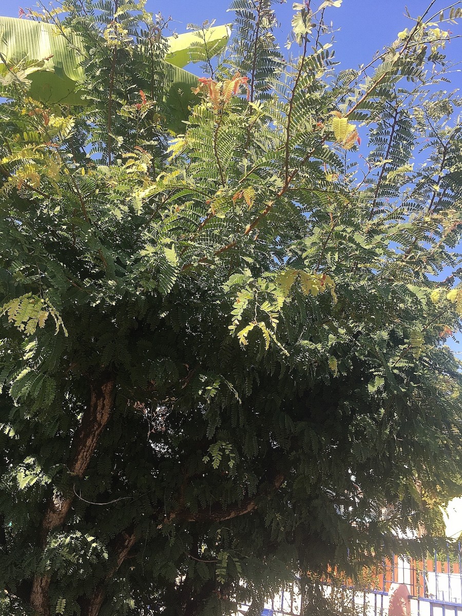 Tamarind tree in our front yard.  Taken Jan 2021