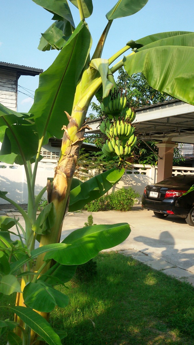 Banana Plant in our front yard