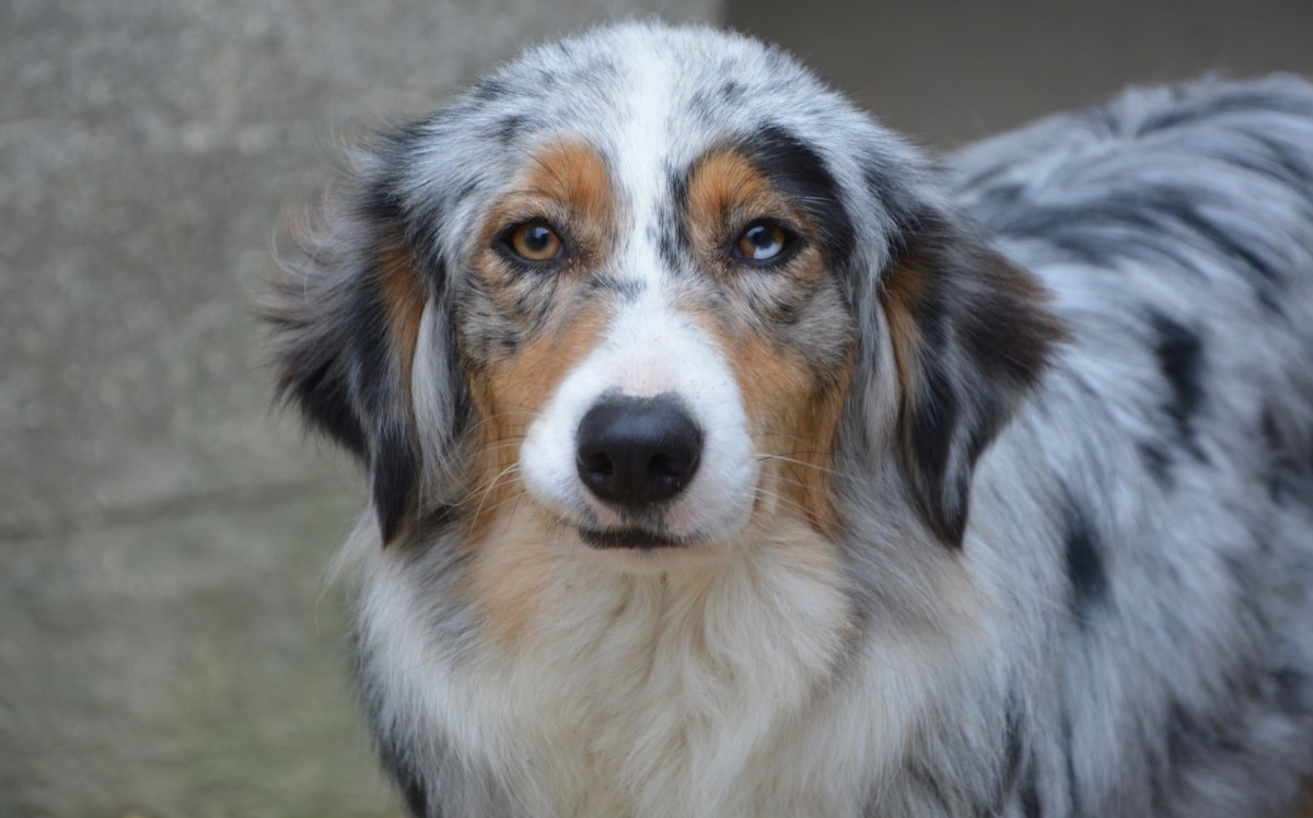 A Blue Merle Australian Shepherd; what kind of Aussie do you own or plan on getting? 