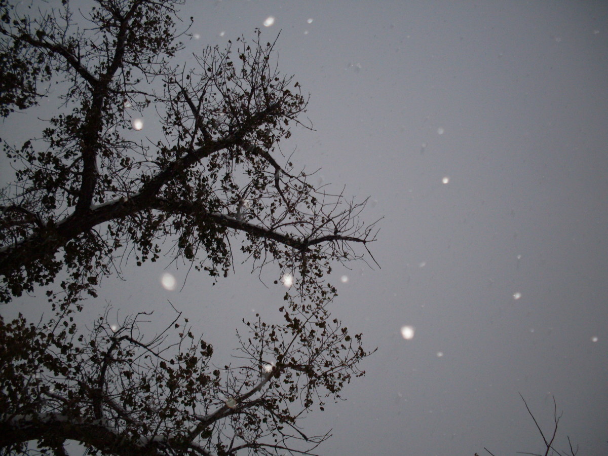 Early morning sky. Who needs stars when you have snowflakes?