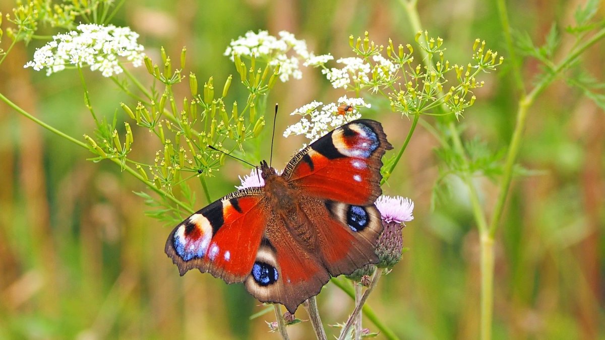Biologists study the world of living things. such as this peacock butterfly.