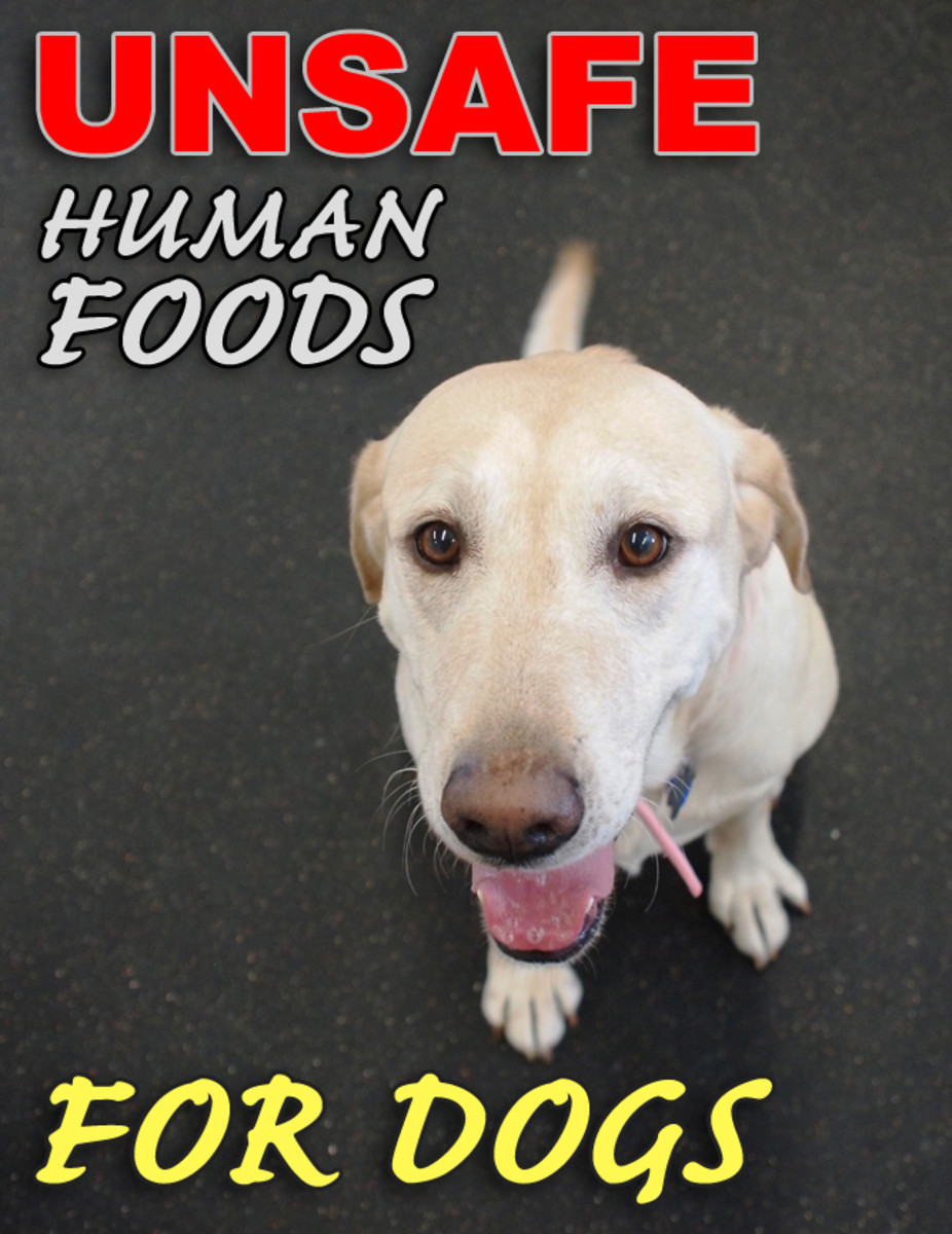 Human Foods That Are Bad For Dogs