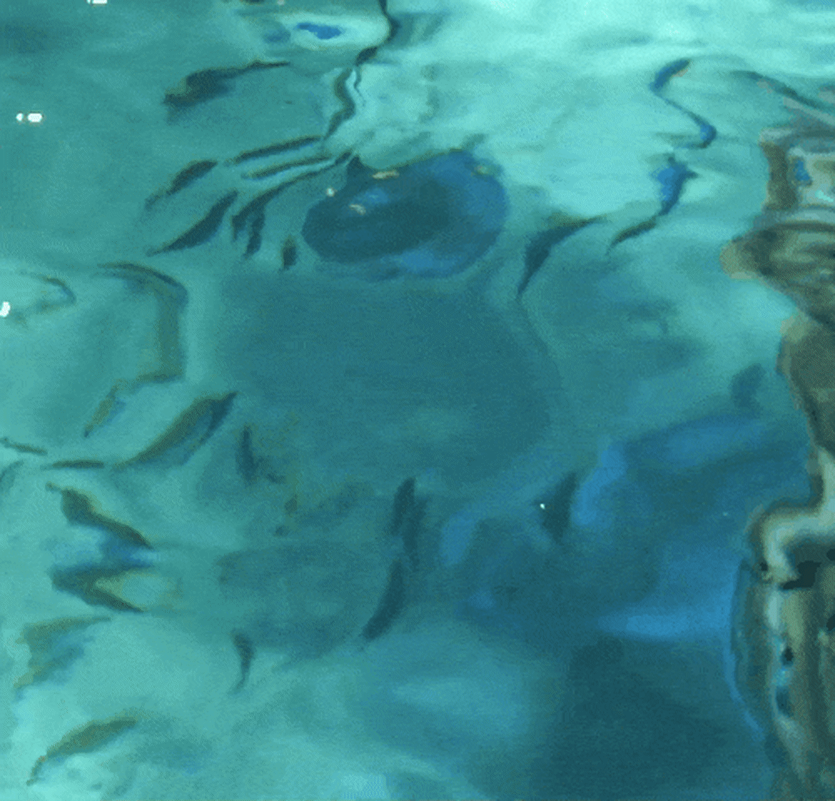 鲨鱼GIF动画来自我在加拿大里普利水族馆拍摄的视频。