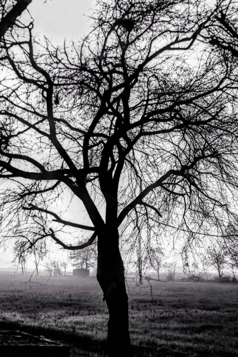 The Haunted Tree ( Horror story )