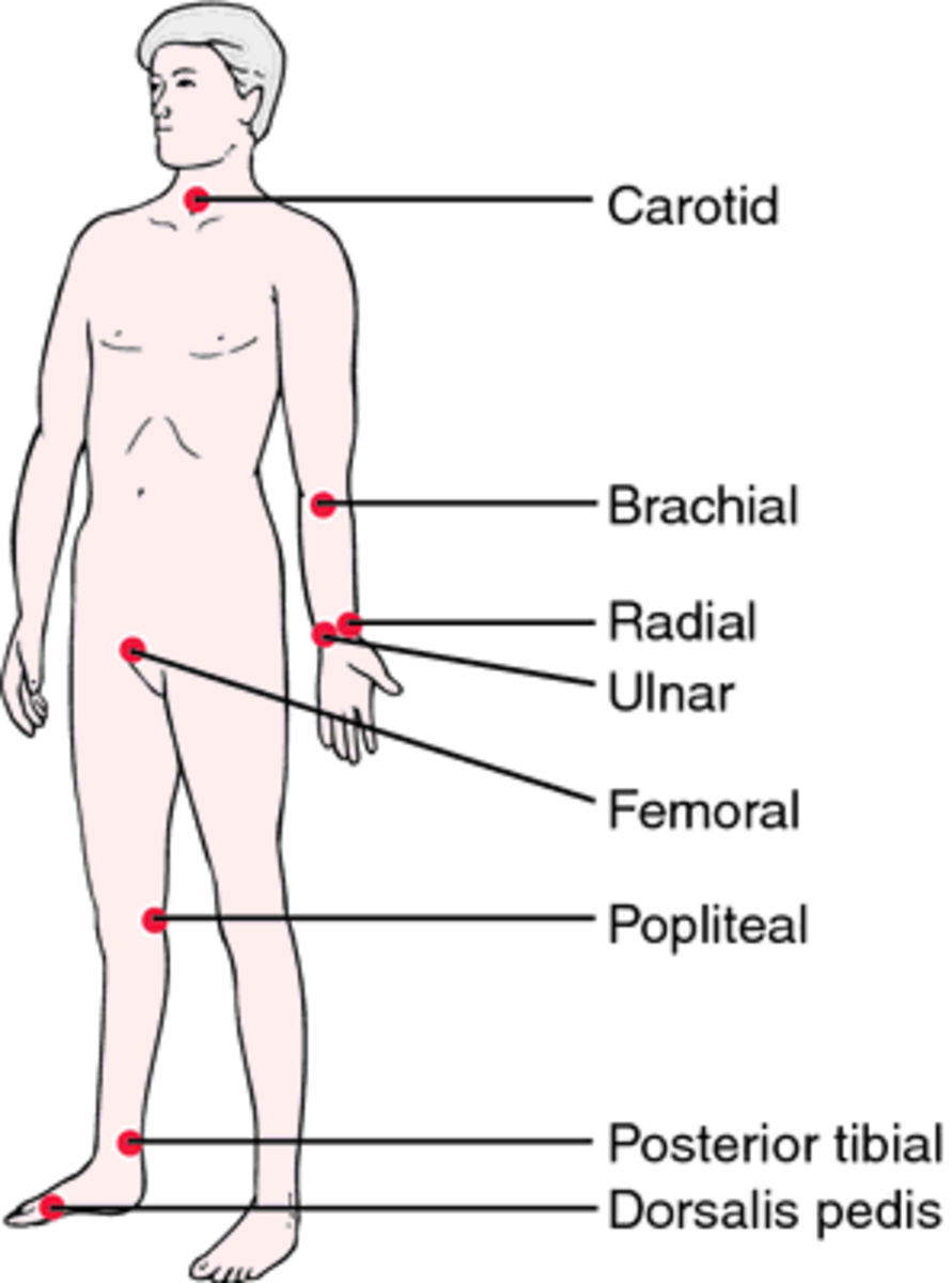 Sites Of Pulse