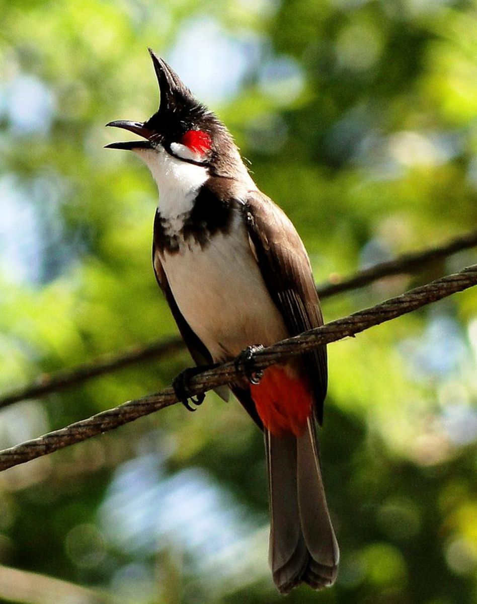 Red Whiskered Bulbul, a songbird from India.