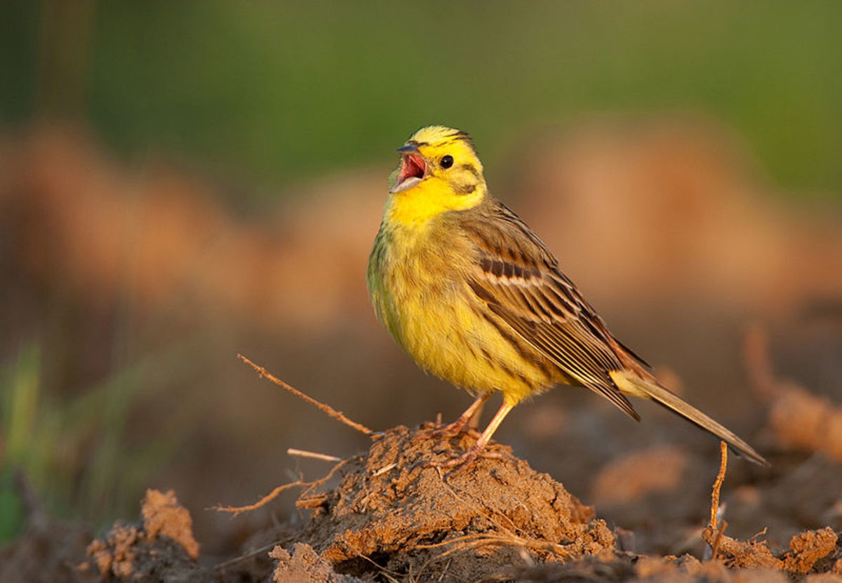 Yellowhammer, a European songbird at risk.
