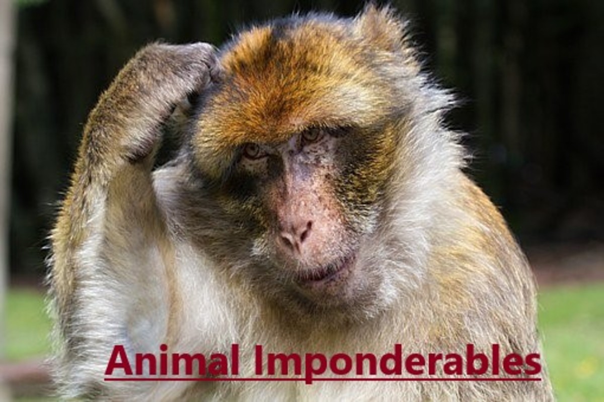 Funny Imponderables About Animals