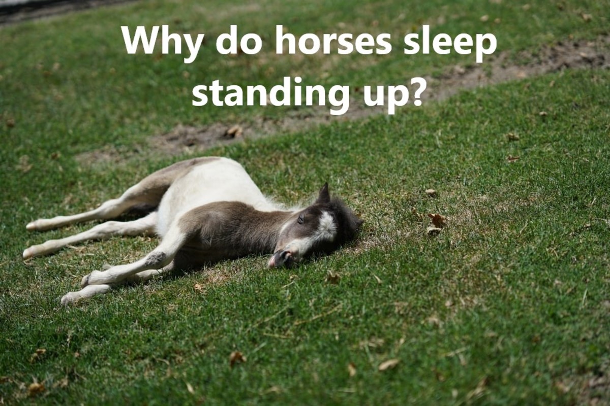 Why then do horses sleep standing up?