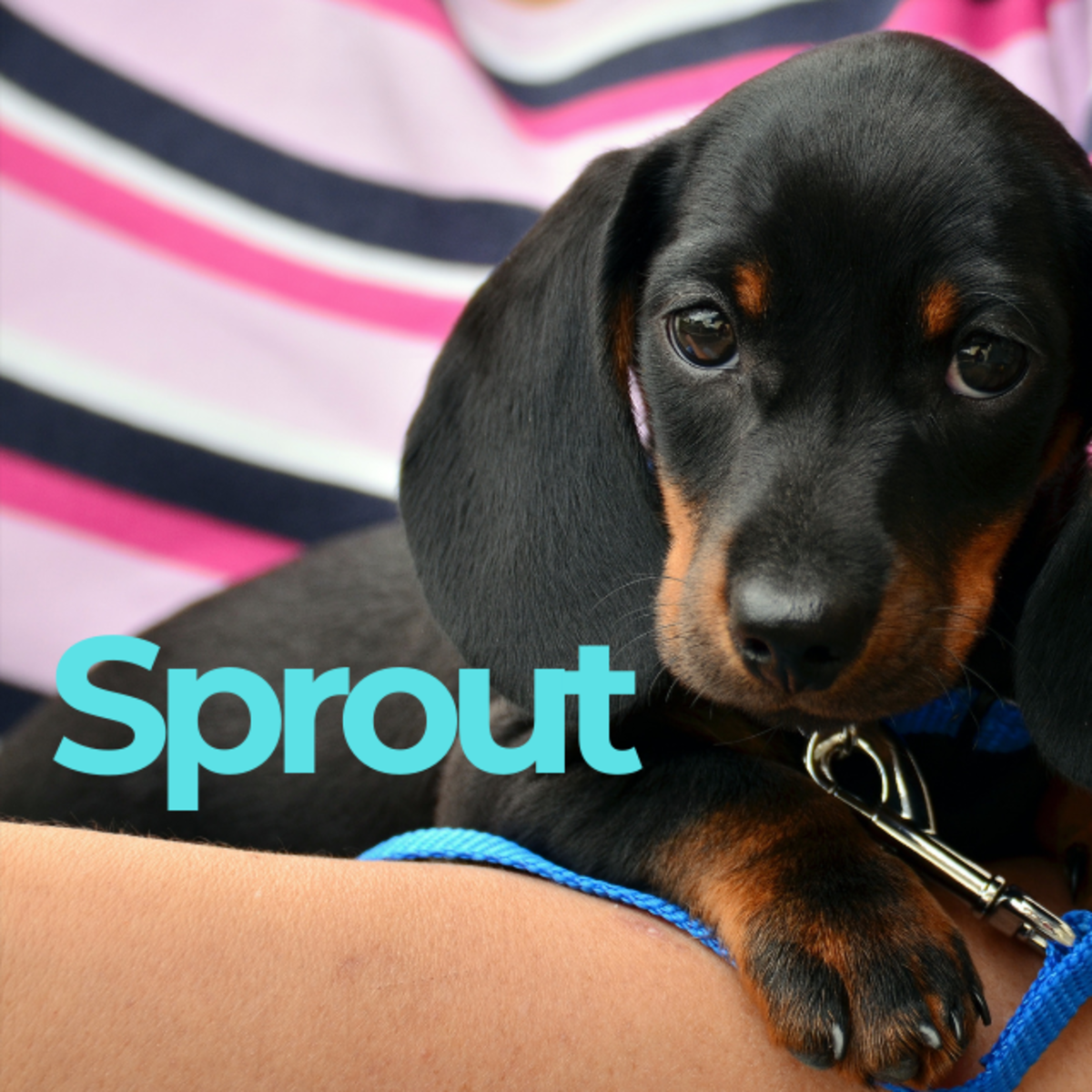 Puppy named Sprout