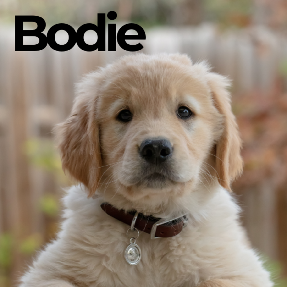 Puppy named Bodie