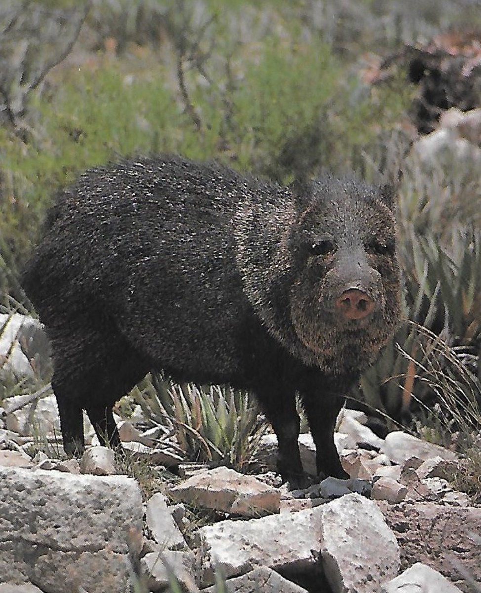 I Am Not a Pig Javelinas Are Collared Peccaries of the Southwestern Desert