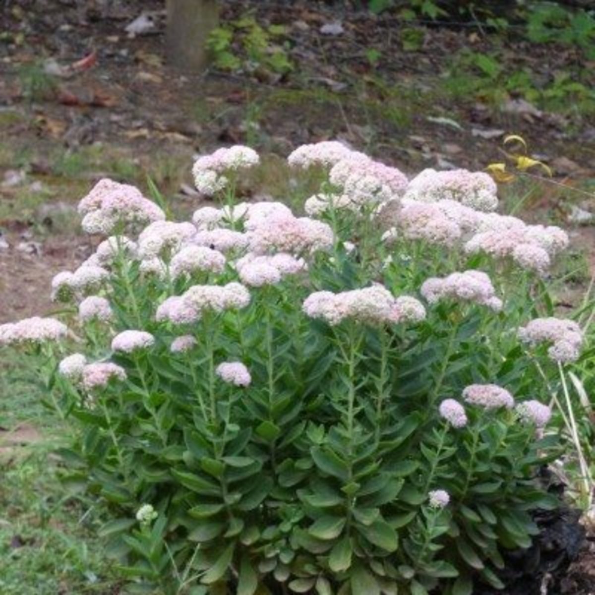 These delicate perennials are used for cuttings from early spring to fall.