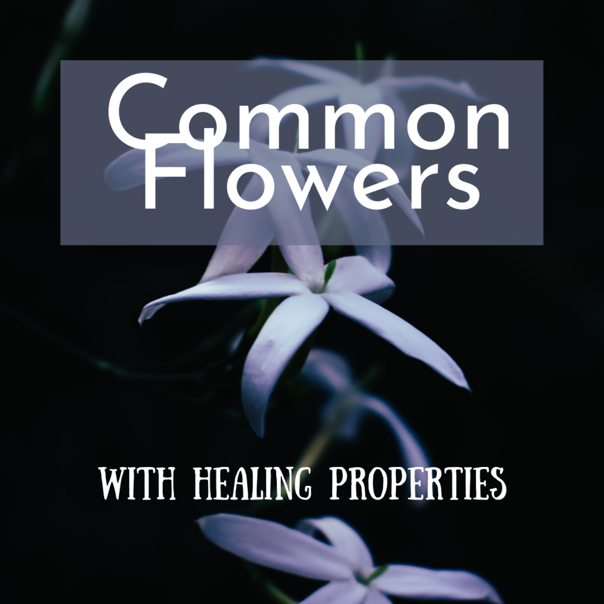 8 Common Flowers With Medicinal Properties RemedyGrove Holistic Wellness