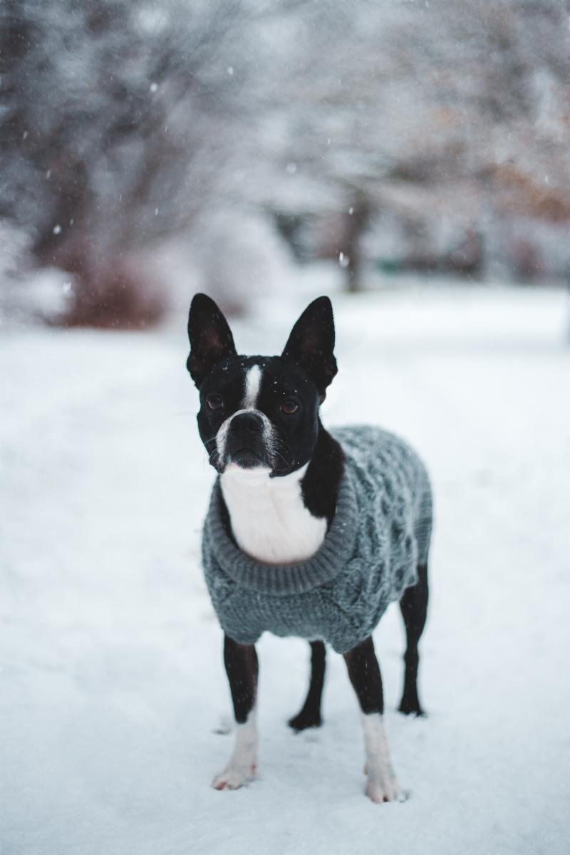 5 Important Pros and Cons of the Boston Terrier
Breed