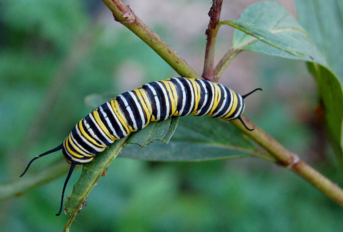 Monarch caterpillars have a striking appearance but are not as easily recognized as they are in their butterfly form. 