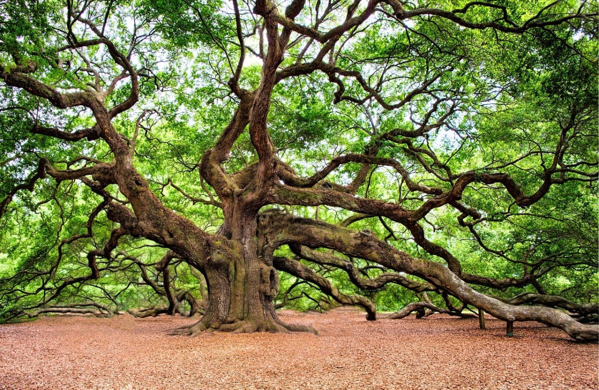 The oak is the tree most frequently struck by lightning.