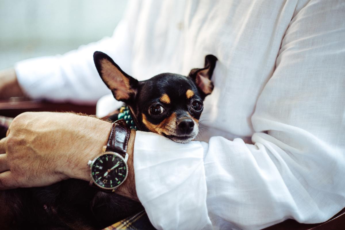 Chihuahuas are loyal and devoted but may bark and snap at people they don't know well. 